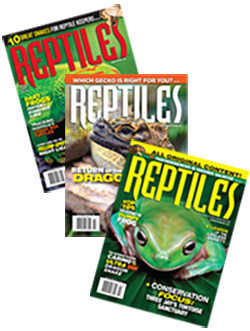 Reptiles Cover